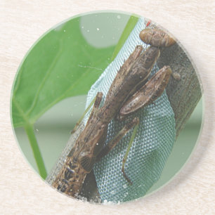 Praying Mantis Insect Zandsteen Onderzetter