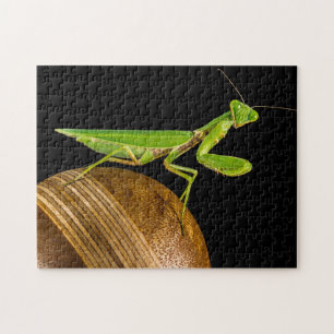 Praying Mantis Macro Legpuzzel