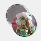 Praying Mantis Magneet (Voorkant / Achterkant)