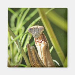 Praying Mantis Magneet