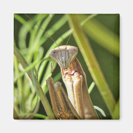Praying Mantis Magneet (Voorkant)