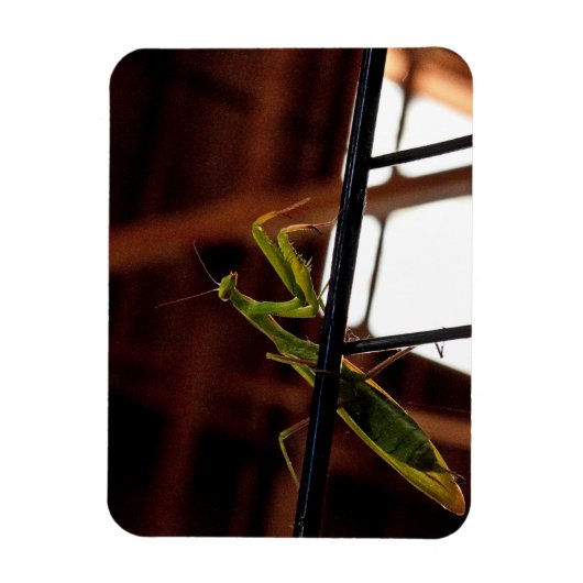 Praying Mantis Magneet (Verticaal)