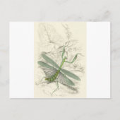 Praying Mantis, Mantis Religiosa Briefkaart (Voorkant)