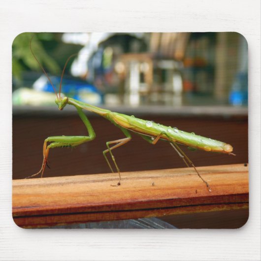 Praying Mantis Mouse Mat Muismat (Voorkant)