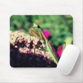 Praying Mantis Natuur Muismat (Met muis)