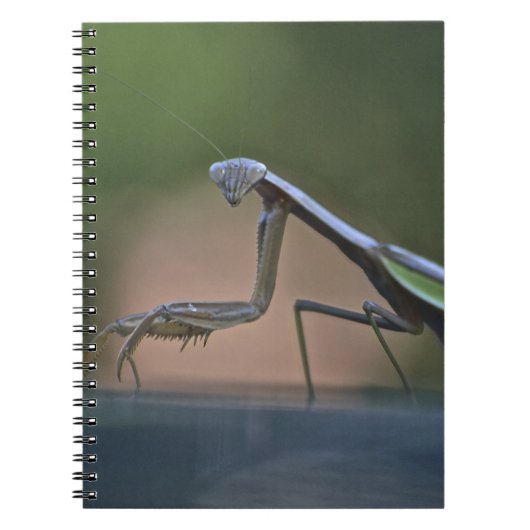 Praying Mantis Notitieboek (Voorkant)