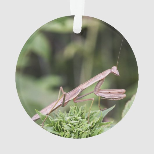 Praying Mantis Ornament (achterkant)