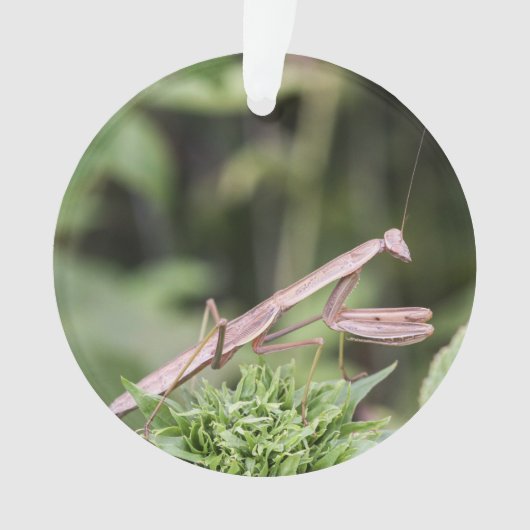 Praying Mantis Ornament (voorkant)