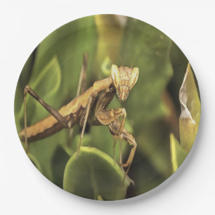 Praying Mantis Portrait Insect Art Papieren Bordje