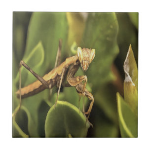 Praying Mantis Portrait Insect Art Tegeltje