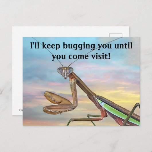 Praying Mantis Post Card Briefkaart (Voorkant / Achterkant)