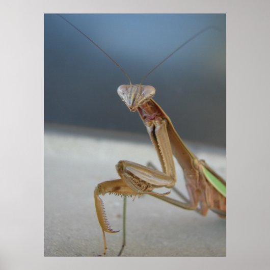 Praying Mantis Poster (Voorkant)