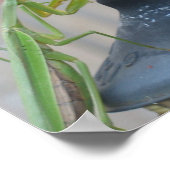 Praying Mantis Poster (Hoek)