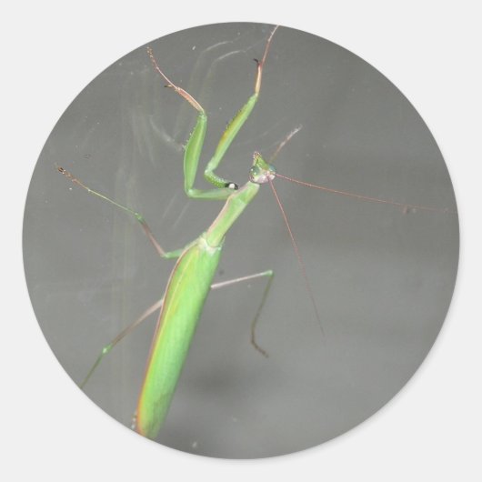 Praying Mantis Ronde Sticker (Voorkant)