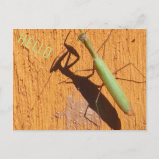 Praying Mantis Silhouette Briefkaart (Voorkant)