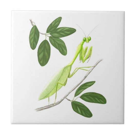 Praying Mantis Tile Tegeltje (Voorkant)