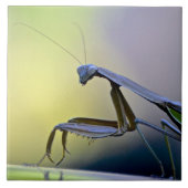 Praying Mantis Tile Tegeltje (Voorkant)