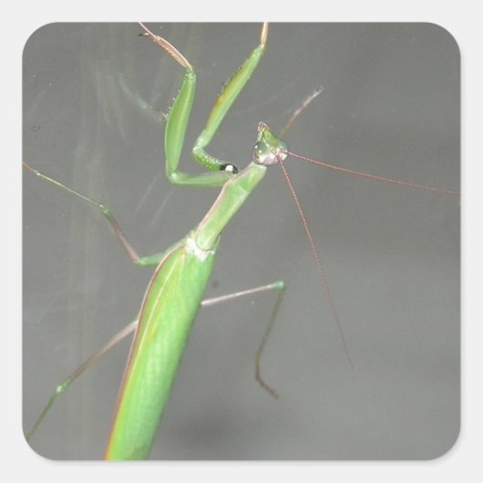 Praying Mantis Vierkante Sticker (Voorkant)