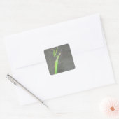 Praying Mantis Vierkante Sticker (Envelop)