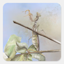 Praying Mantis waterverf