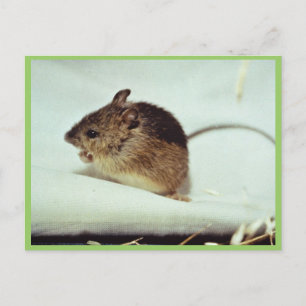 Prebles Meadow Jumping Mouse Briefkaart