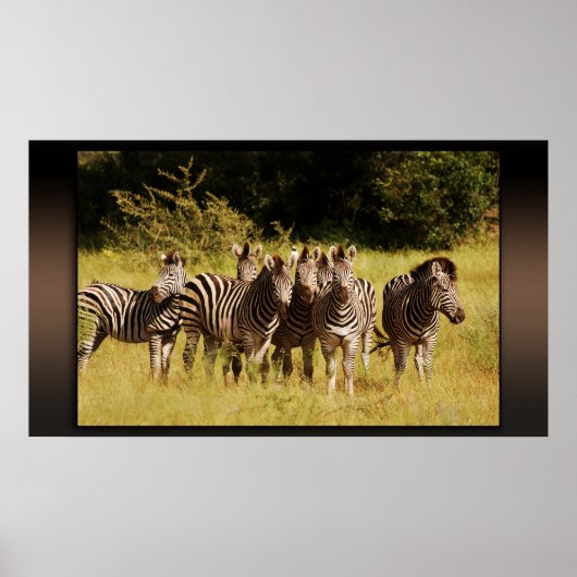 Precies bij U - zebras safari in het wild Poster (Voorkant)