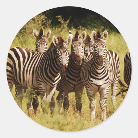 Precies bij U - zebras safari in het wild Ronde Sticker (Voorkant)