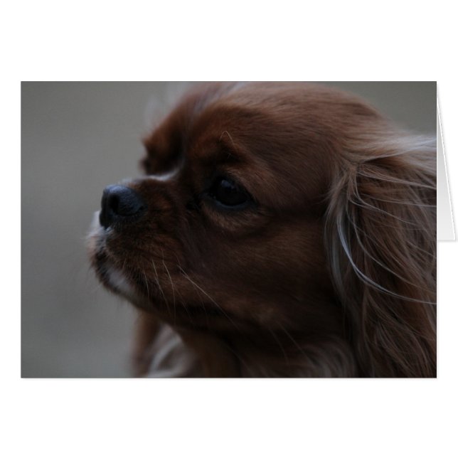 Precious a Ruby Cavalier King Charles Spaniel (Voorkant Horizontaal)