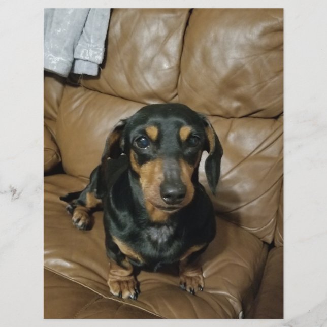 Precious Dachshund (Voorkant)