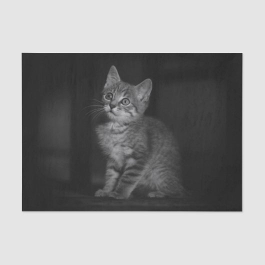 Precious Kitten Tissuepapier (Voorkant)