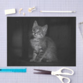 Precious Kitten Tissuepapier (Craft)
