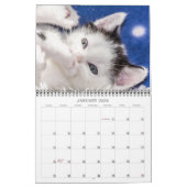 Precious Kittens Kalender (Jan 2026)