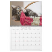 Precious Kittens Kalender (Feb 2026)