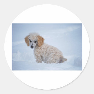 Precious White Poodle Puppy in Sneeuw Ronde Sticker