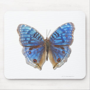 Precis rahadama muismat