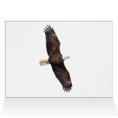 Prédiction de l'aigle à tête blanche (Intérieur Horizontal (Haut))