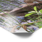 Preening Duck tussen de Russen. Foto Afdruk (Hoek)