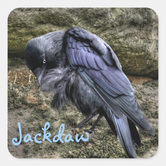 Preening Jackdaw bij Stonehenge, Engeland Vierkante Sticker (Voorkant)