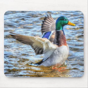 Preening Mallard Duck Birdlover Wildlife Muismat