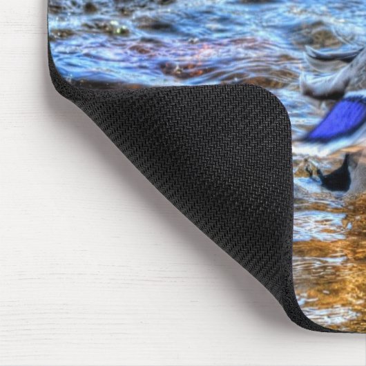 Preening Mallard Duck Birdlover Wildlife Muismat (Hoek)