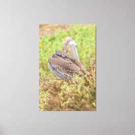 Preening Pelican Canvas Afdruk