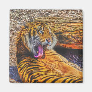 Preening Sumatran Tiger Big Cat Wildlife Art Magneet