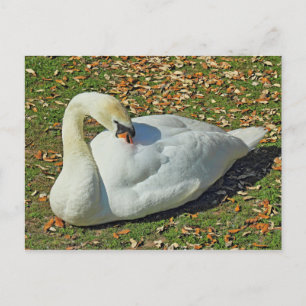 Preening Swan. Roath Park Lake, Cardiff, Wales. Briefkaart