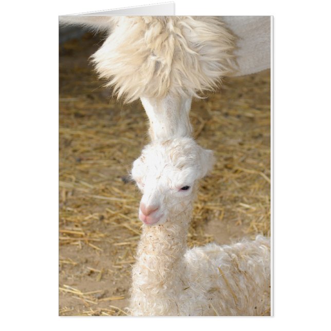 premier baiser (Devant)