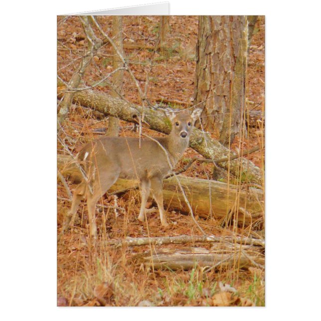 Premier hiver du Cerf de Bébé (Devant)