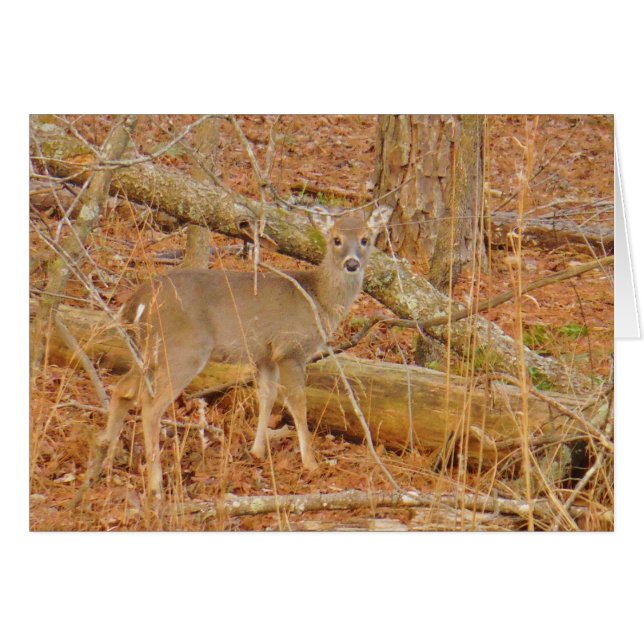 Premier hiver du Cerf de Bébé (Devant horizontal)