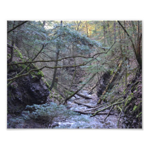 Premier ressort dans la forêt. Copie de photo