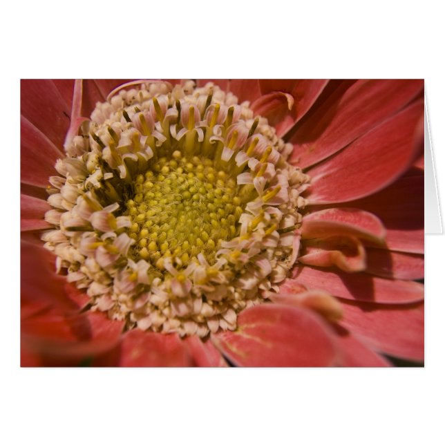 Première carte Blush (Devant horizontal)