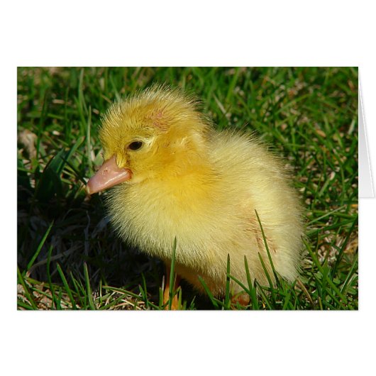 Première Scovie de la saison (Devant horizontal)