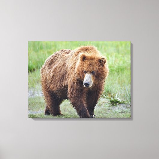 Premium Wrapped Canvas 24x18 met grizzly beer Afdruk (Voorkant)